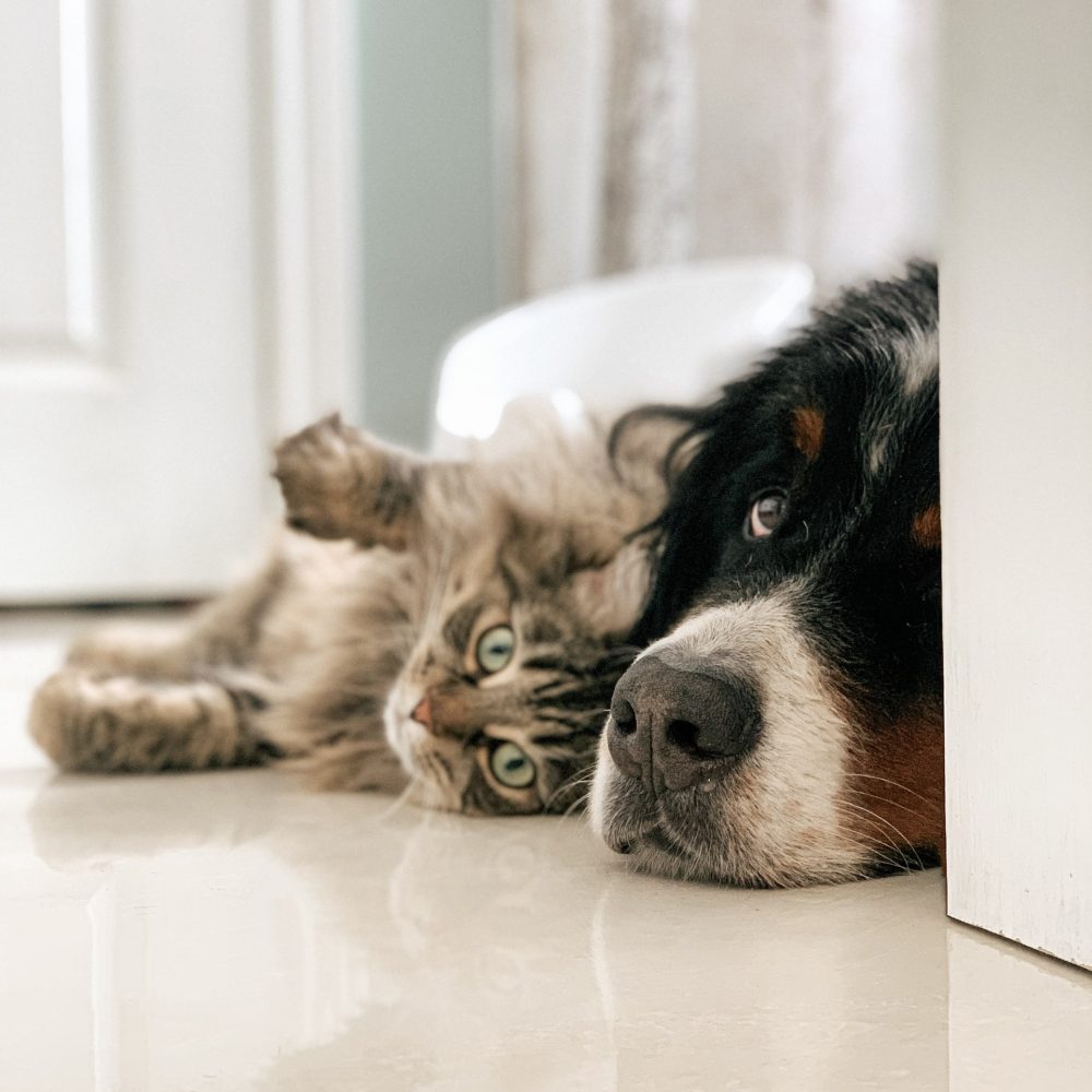 cat_dog